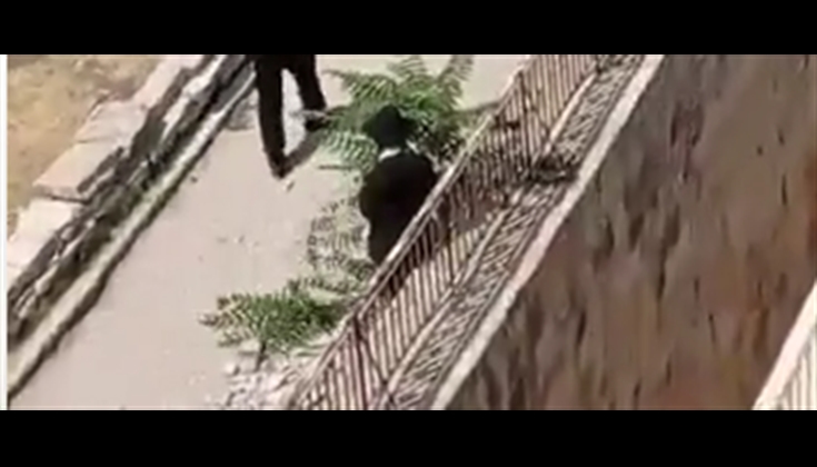 مستوطن يحاول اقتلاع شجيرة من أشجار المسجد الأقصى