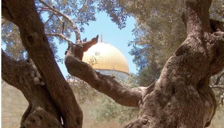أشجار الزيتون في المسجد الأقصى المبارك