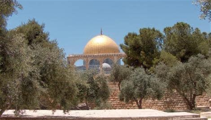 أشجار الزيتون في المسجد الأقصى المبارك
