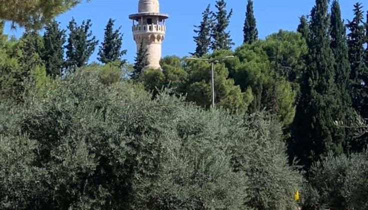أشجار الزيتون في المسجد الأقصى المبارك