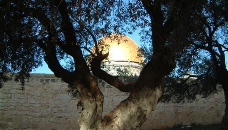 أشجار الزيتون في المسجد الأقصى المبارك