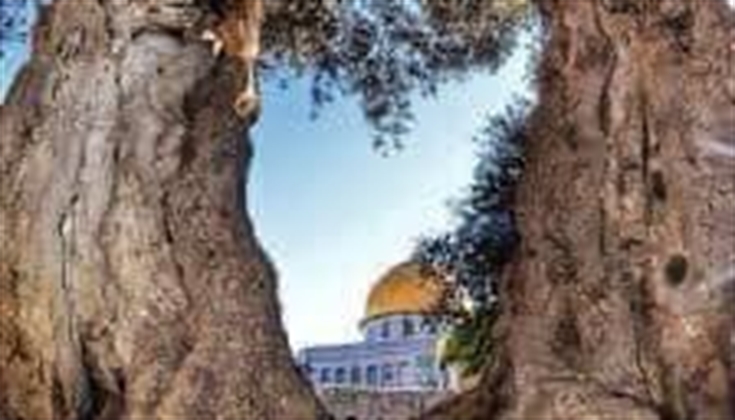 أشجار الزيتون في المسجد الأقصى المبارك