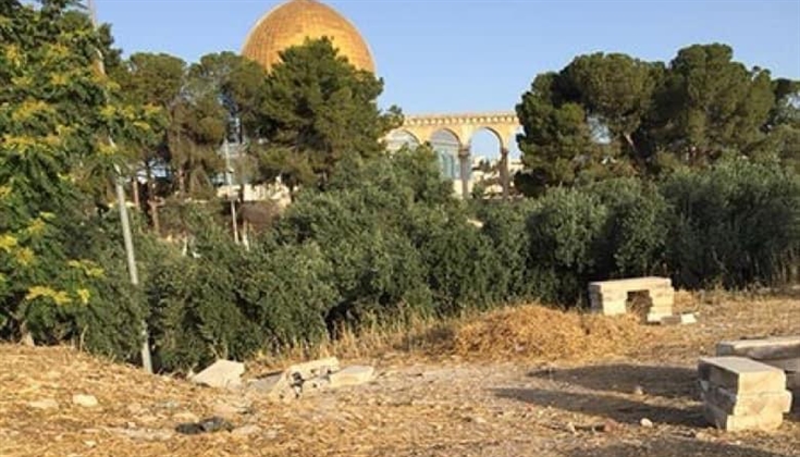 أشجار الزيتون في المسجد الأقصى المبارك