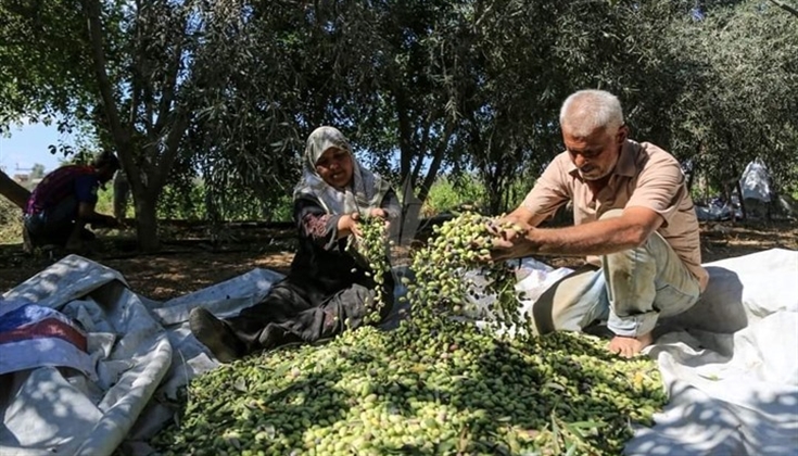 زيت الزيتون زاد الفلسطينيين في مقاومة المحتل وحفظ هويته
